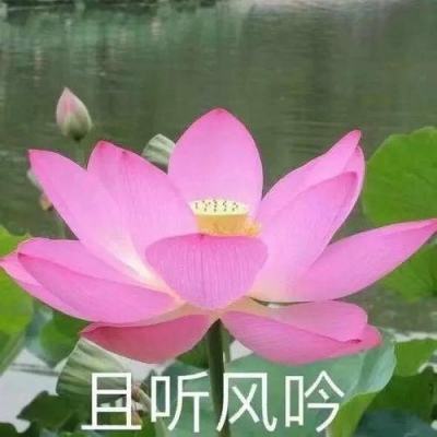 大熊猫“云川”“鑫宝”启程赴美开启新一轮合作